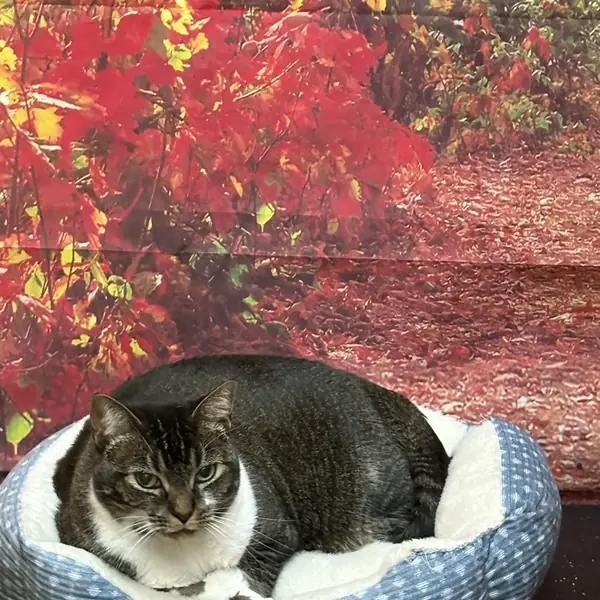 Happy cat guest at K9 Rox Club